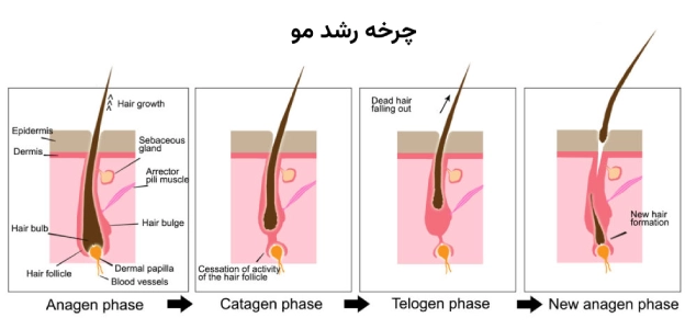 چرخه رشد مو و تلوژن